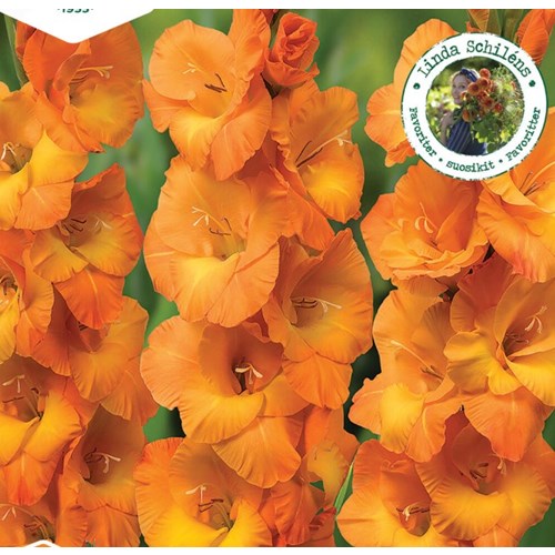 Gladiol, storblommig, Cornelli