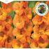 Gladiol, storblommig, Cornelli