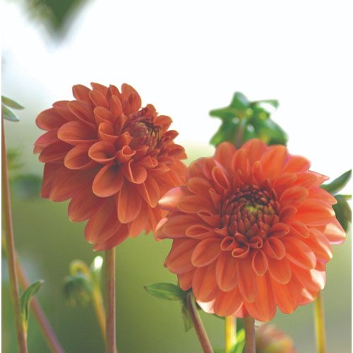 Dahlia, Cornel bronze
