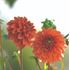 Dahlia, Cornel bronze