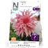 Dahlia, Pernhill watermelon