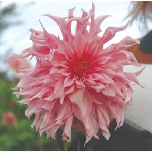 Dahlia, Pernhill watermelon