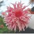 Dahlia, Pernhill watermelon