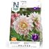 Dahlia, Break Out