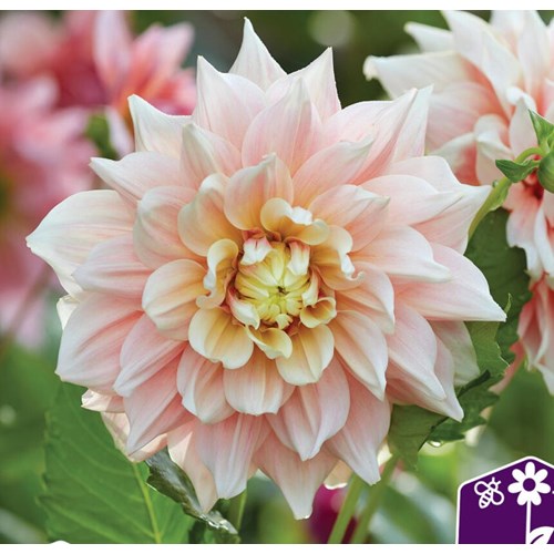 Dahlia, Break Out