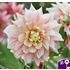Dahlia, Break Out