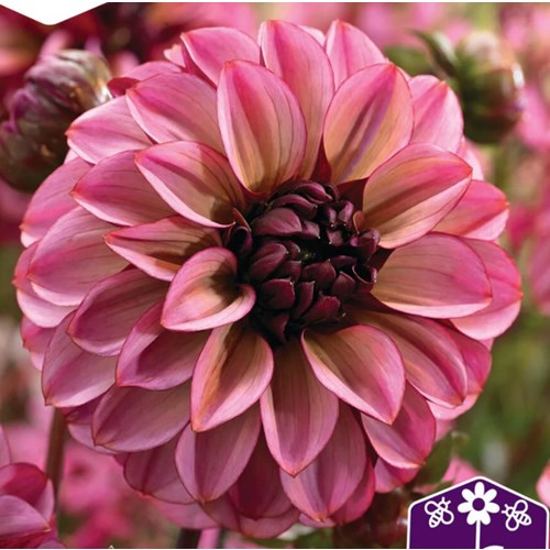 Dahlia, Seniors hope