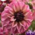 Dahlia, Seniors hope
