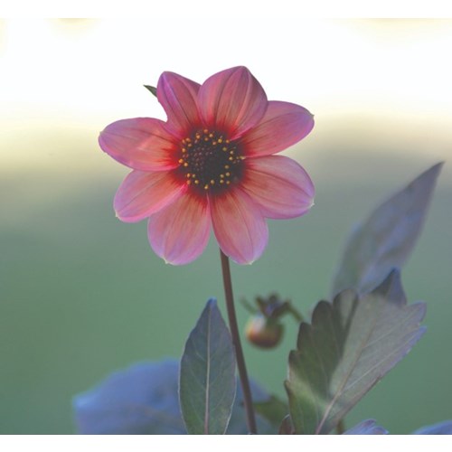 Dahlia, Happy Single kiss