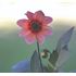 Dahlia, Happy Single kiss