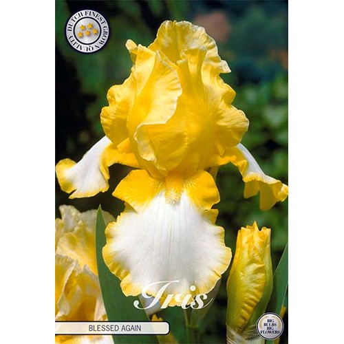 Iris Germanica, Blessed again