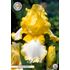 Iris Germanica, Blessed again