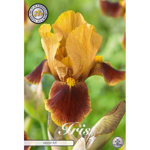 Iris Germanica, Hissy fit