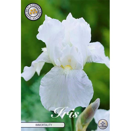 Iris Germanica, Immortality