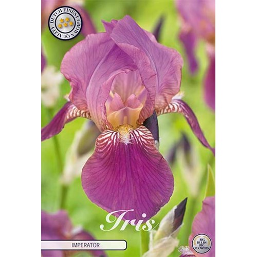 Iris Germanica, Imperator