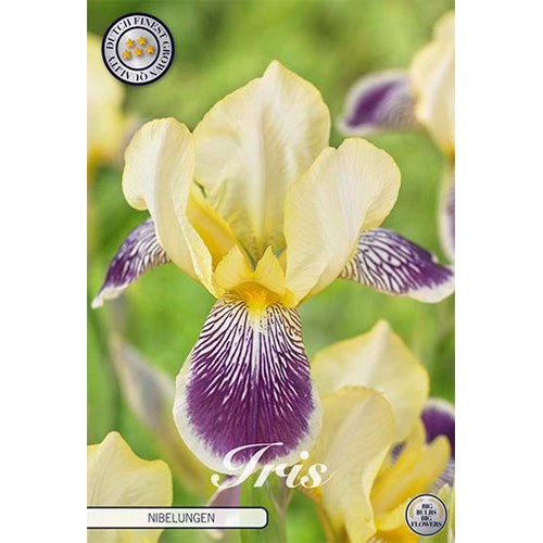 Iris Germanica, Nibelungen