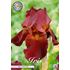 Iris Germanica, Red Chieftain