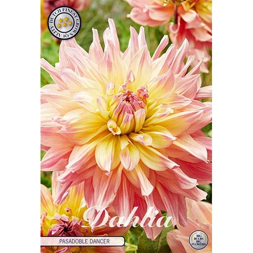 Dahlia, Pasadoble dancer