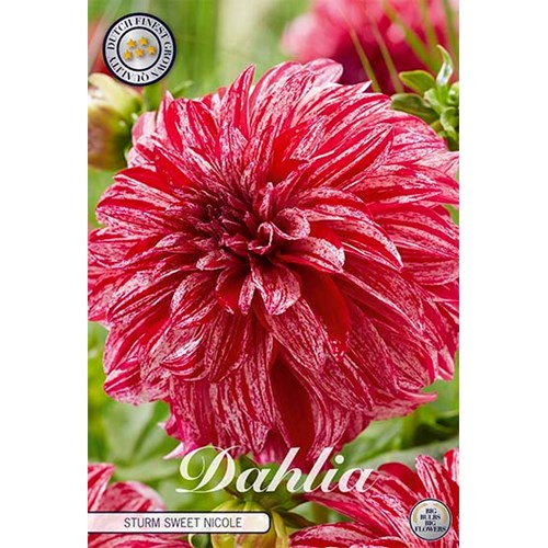 Dahlia, Sturm sweet Nicole