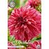Dahlia, Sturm sweet Nicole