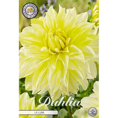 Dahlia, La Luna