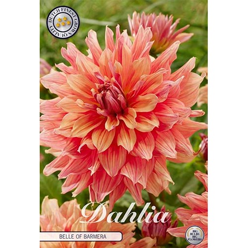 Dahlia, Belle of Barmera