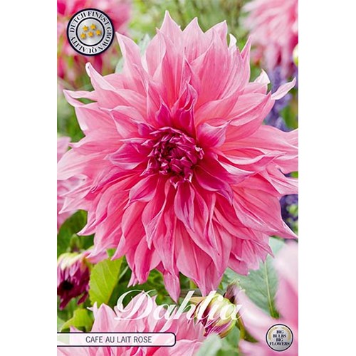 Dahlia, Cafe au Lait rose