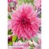 Dahlia, Cafe au Lait rose