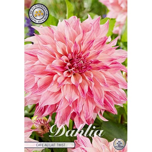Dahlia, Cafe au Lait twist