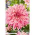 Dahlia, Cafe au Lait twist