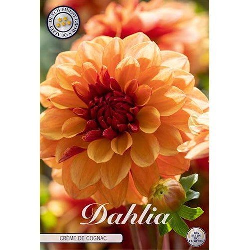 Dahlia, Creme de Cognac