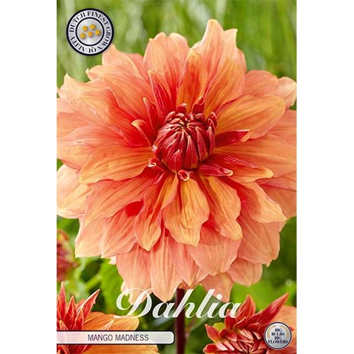 Dahlia, Mango Madness