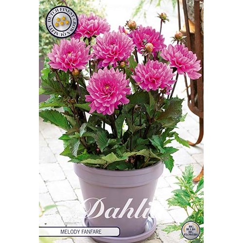 Dahlia, Melody Fanfare