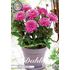Dahlia, Melody Fanfare