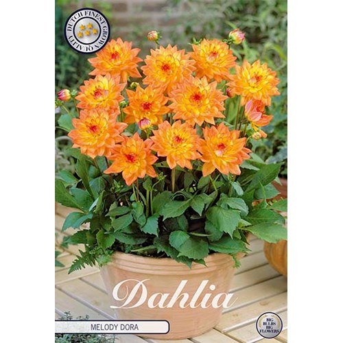 Dahlia, Melody Dora