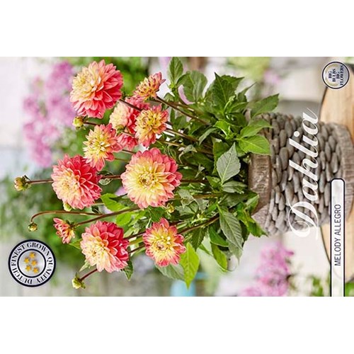 Dahlia, Melody Allegro
