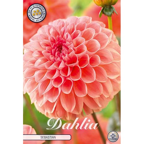 Dahlia, Sebastian