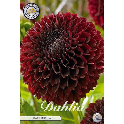 Dahlia, Jowey Mirella