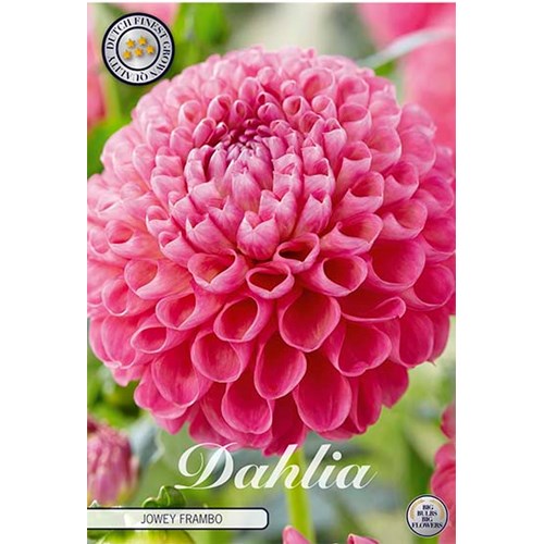 Dahlia, Jowey Frambo