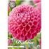 Dahlia, Jowey Frambo