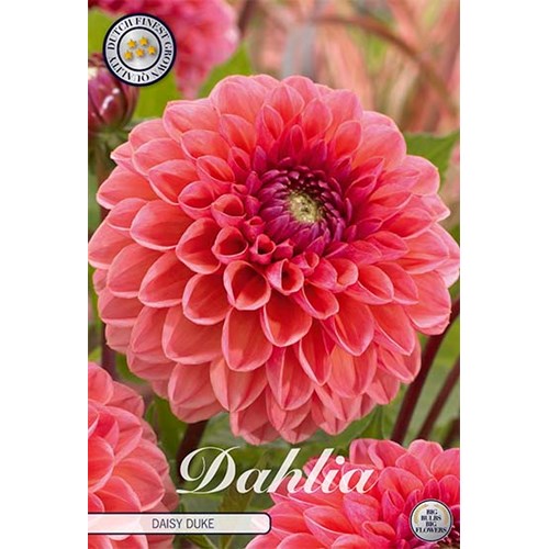 Dahlia, Daisy Duke