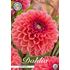 Dahlia, Daisy Duke