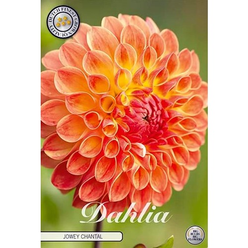 Dahlia, Jowey Chantal