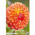 Dahlia, Jowey Chantal