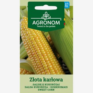 Majs, Zlota Karlowa