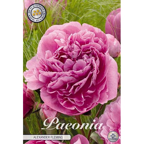 Pion, Alexander Fleming