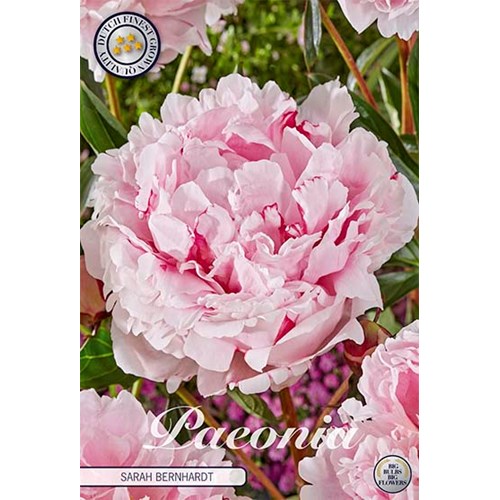 Pion, Sarah Bernhardt