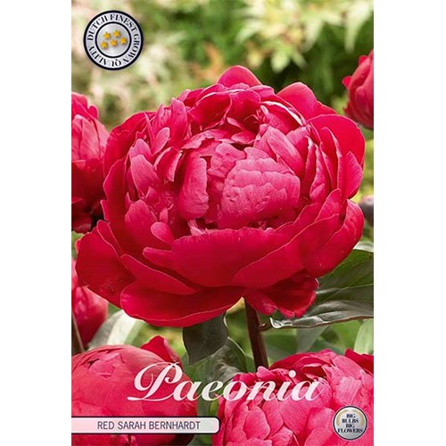 Pion, Sarah Bernhardt red