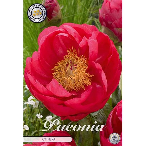 Pion, Cytherea