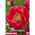 Pion, Cytherea
